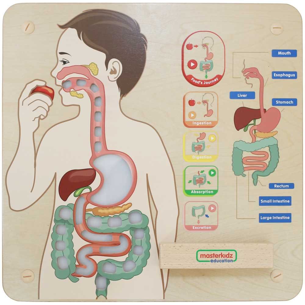 MASTERKIDZ Tablica Edukacyjna Układ Trawienny Montessori					